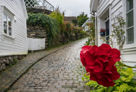 挪威街窄格前的红花