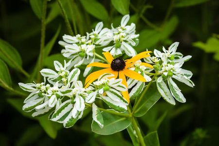 花园里的Rudbeckia花和欣快。