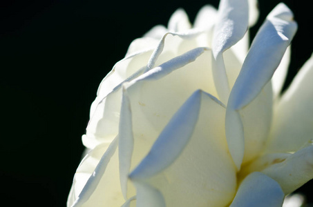 大自然抽象迷失在娇嫩的白玫瑰的温柔褶皱中