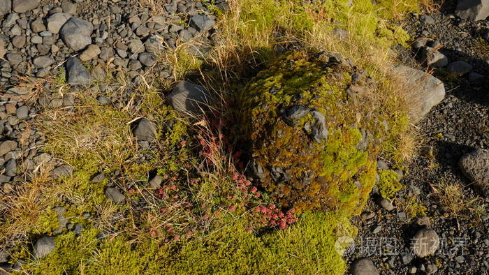 石头上的苔藓