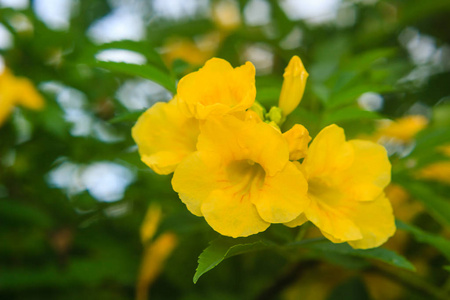 阳光明媚的花园中的黄花