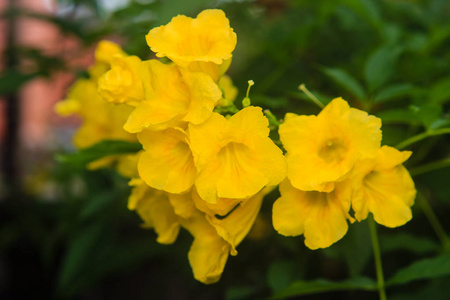 阳光明媚的花园中的黄花