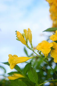 阳光明媚的花园中的黄花