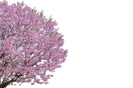 白色的樱花树图片-白色的樱花树素材-白色的樱花树插画-摄图新视界