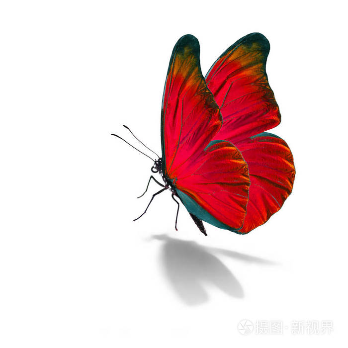 美丽的红蝴蝶