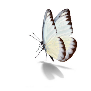 白蝴蝶植物图片