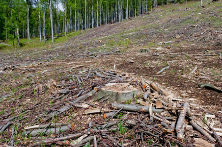 山毛榉森林中的清除清除或清除伐木