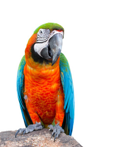 s parrot or colorful parrot on white background.