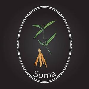 Suma 根菲亚, 或巴西人参