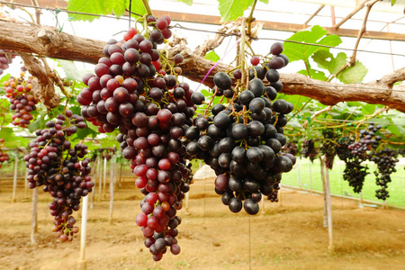花园里成熟的红色葡萄