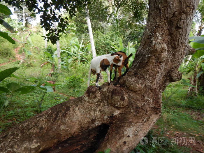 两只山羊在树干上