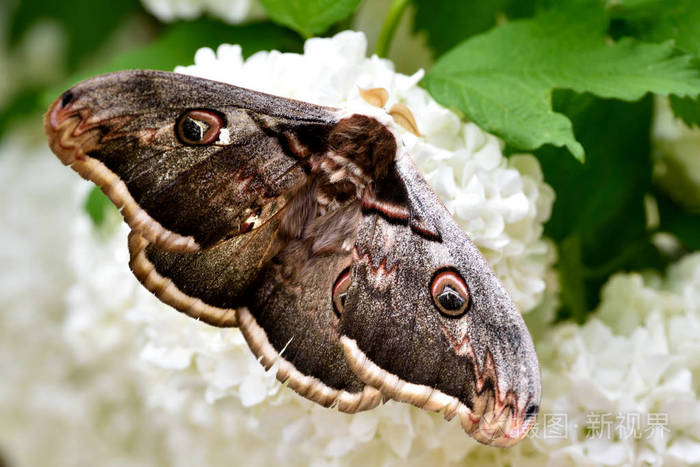 白色花朵上的巨型孔雀蛾