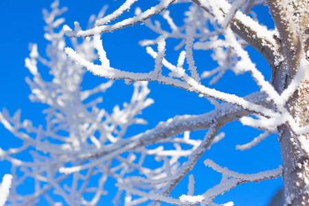 蓝天雪霜中的冬树背景