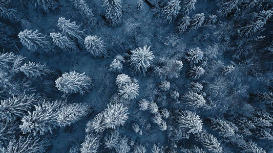 无人机照片的雪后在立陶宛的冬季暴风雪覆盖常绿乔木