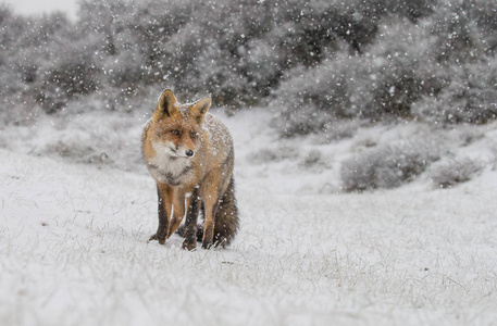 荷兰沙丘第一次降雪期间冬季景观中的红狐