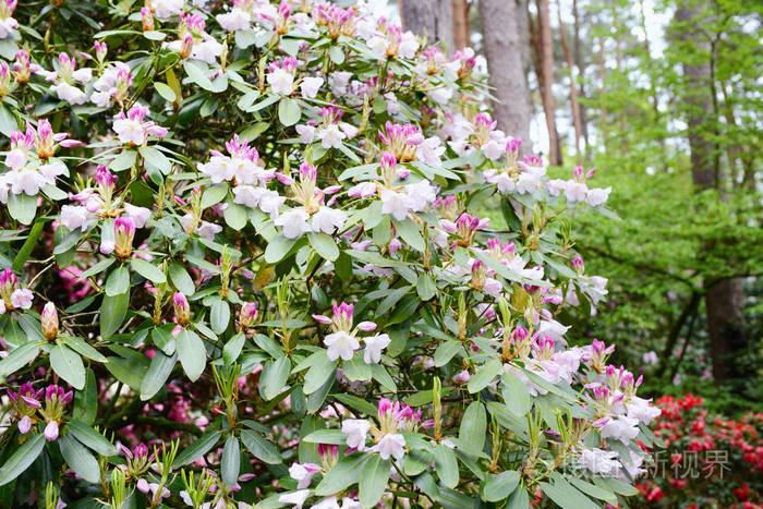 春天的杜鹃灌木