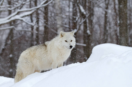 北极狼犬狼疮站在冬天的雪中