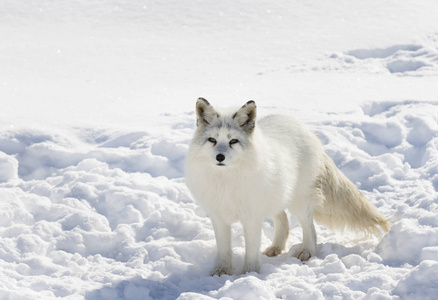 北极狐在加拿大冬天站在雪地里