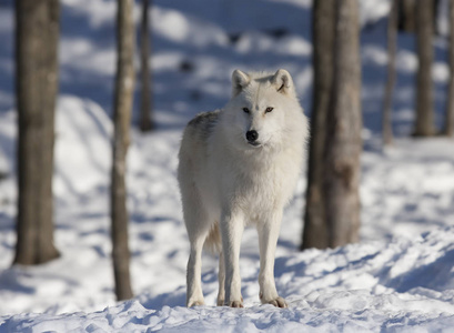 北极狼犬狼疮站在加拿大冬天的雪中