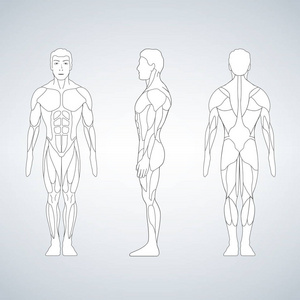 全长肌肉体, 前, 后视图的一个站立的人