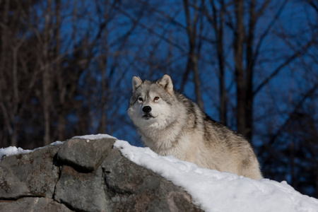 北极狼(canislupusarctos)站在加拿大冬雪的岩石悬崖上照片