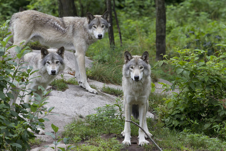 加拿大夏季，三只森林狼或灰狼犬狼疮站在岩石悬崖上