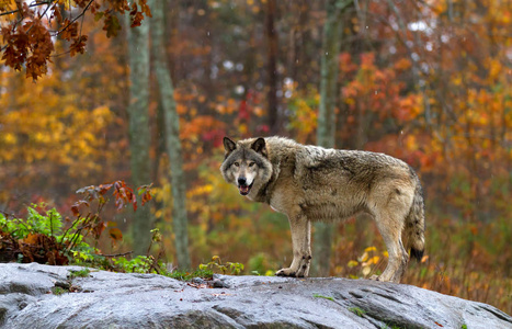 站在岩石上的木狼或灰狼回顾加拿大秋天的雨天
