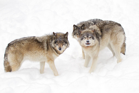 灰狼或灰狼Canislupus，在白色背景上被隔离，在加拿大的降雪中站立着的木狼群