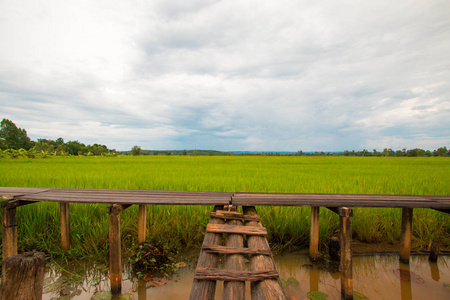 绿色稻田上的木桥
