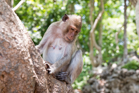 猴子在考銮洞泰国