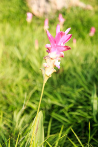 Krachai 花卉场