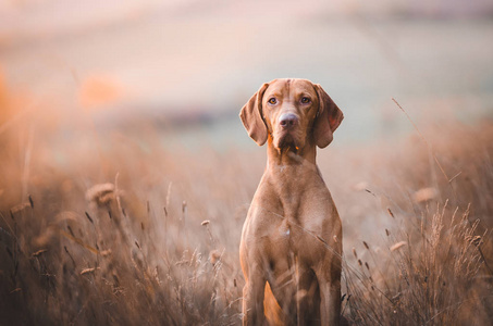 匈牙利猎犬指针维兹拉狗在秋季时间在野外