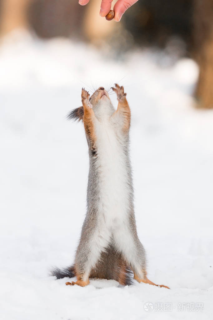 松鼠在雪中