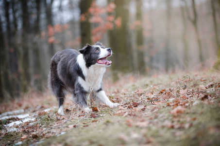 边境牧羊犬在冬季 foerrest