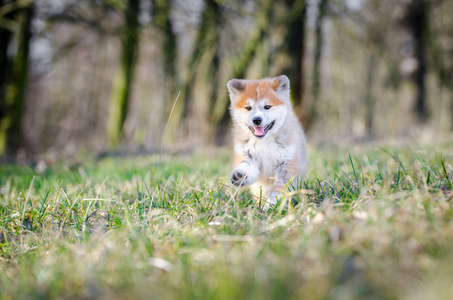 秋田犬犬日本狗春季