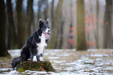 边境牧羊犬在冬季 foerrest