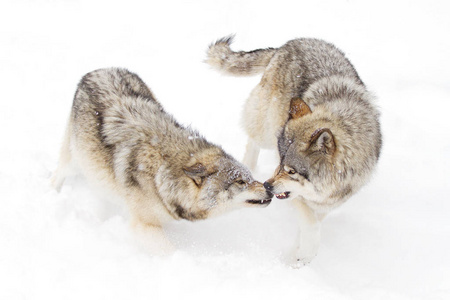 灰狼或灰狼Canislupus，在白色背景上被隔离，在加拿大的降雪中站立着的木狼群