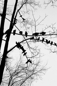 鸟儿鸽子排成一排坐在树枝上的剪影。