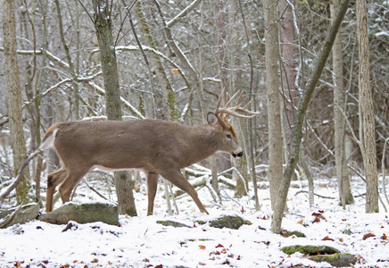 白尾鹿在加拿大辙叉期间在冬季森林中鹿