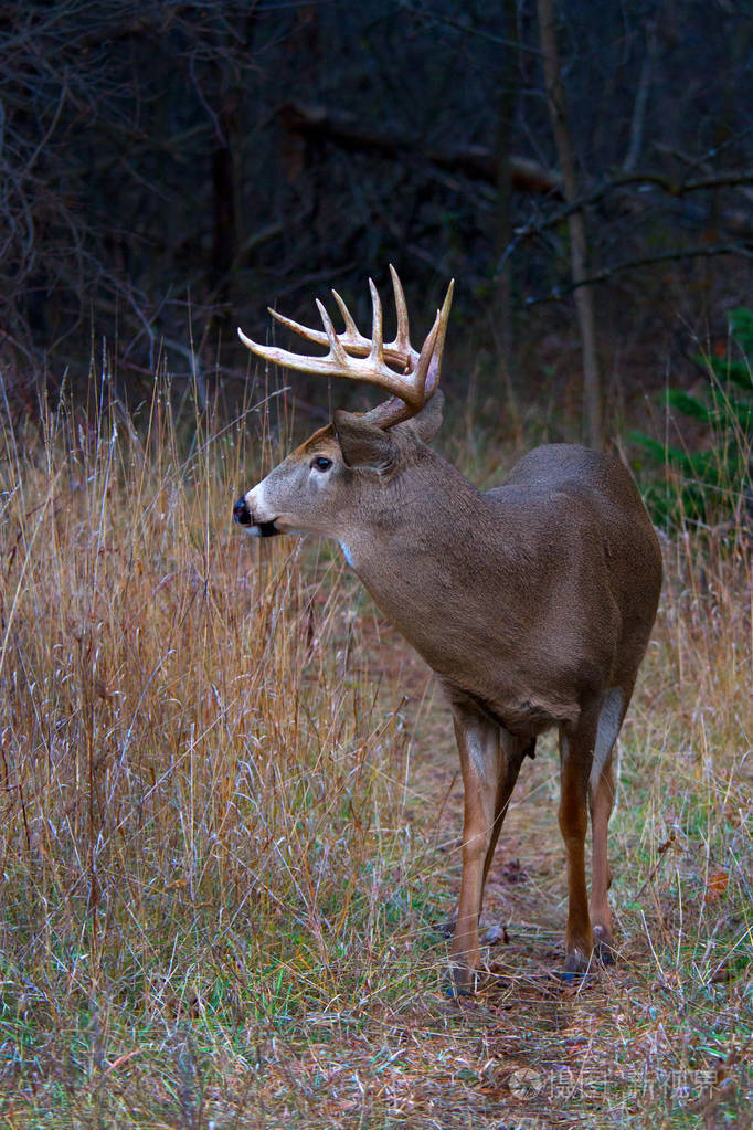 白尾鹿在加拿大的一片秋草地里雄鹿