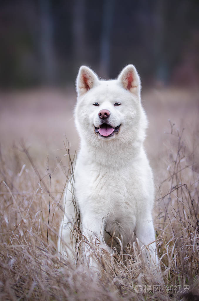 白秋田犬犬冬季wime