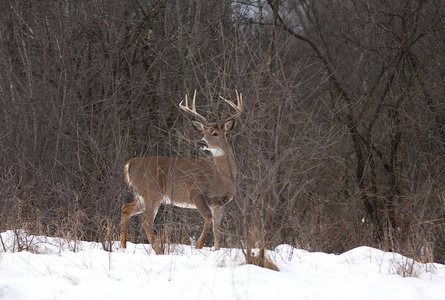 白尾鹿在冬天下雪