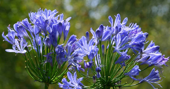 春天明亮多彩的紫罗兰花。 特写花背景。