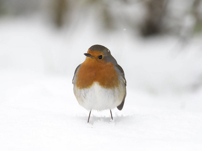 罗宾，erithacus rubecula