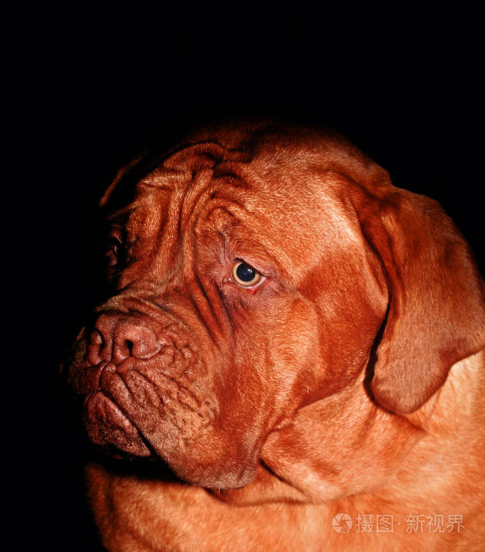 红色獒牛头犬肖像