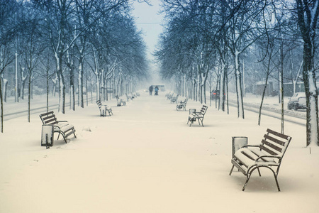 在大雪中漫步在林荫大道上的人们照片