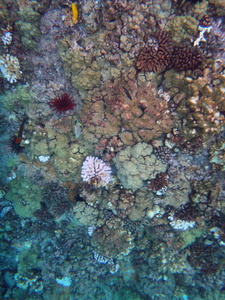 夏威夷茂宜 Molokini 火山口的海洋生物