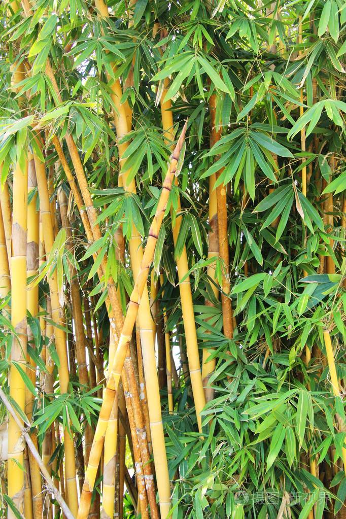 竹树与自然在热带