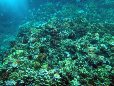 夏威夷茂宜 Molokini 火山口的海洋生物