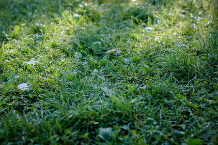绿草草坪背景露水滴图片